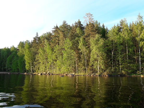 Metsä ja järvi