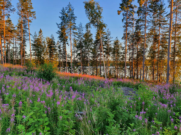 Metsäpolku ja kukkiva aluskasvillisuus
